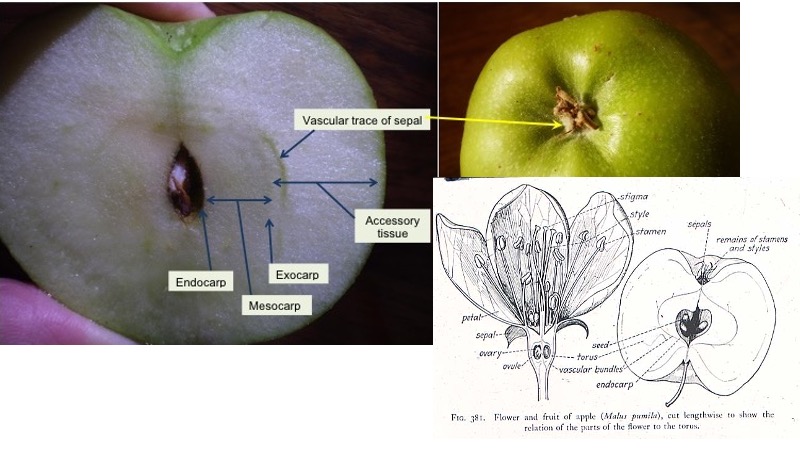 Structure of an apple (a pome)