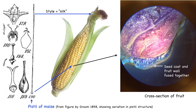 Caryopsis of maize