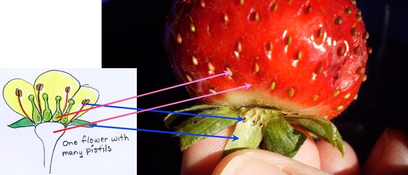 Strawberry development