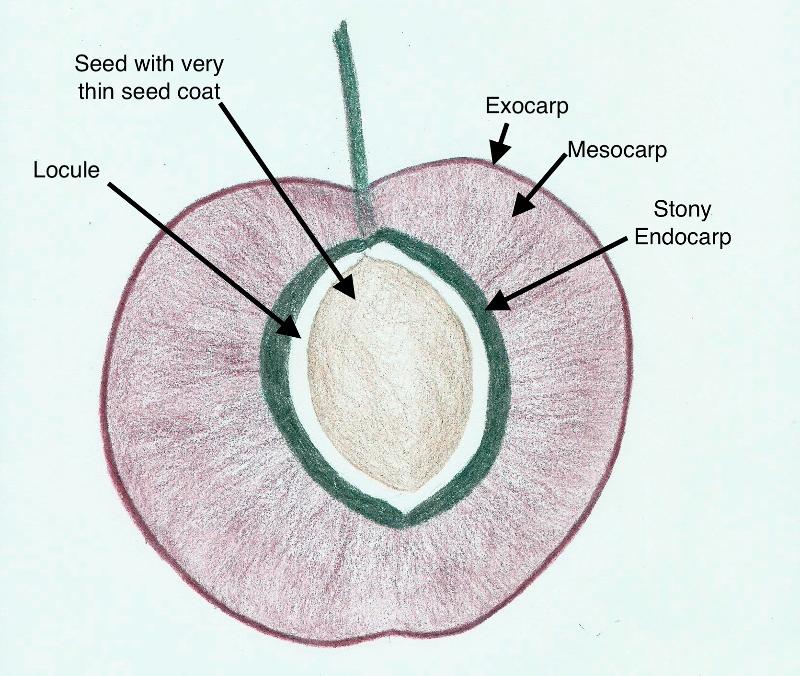 drupe