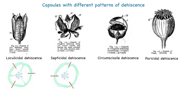 Patterns of dehiscence of capsules.