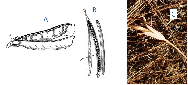 Dehiscent fruits