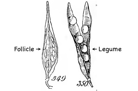 A follicle and a legume.