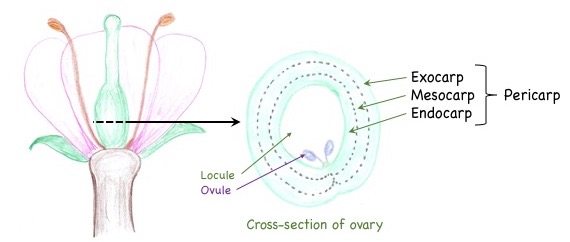 Diagram of pericarp layers