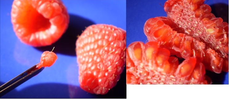 Parts of the raspberry's aggregate fruit