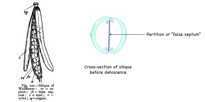 Structure of a silique