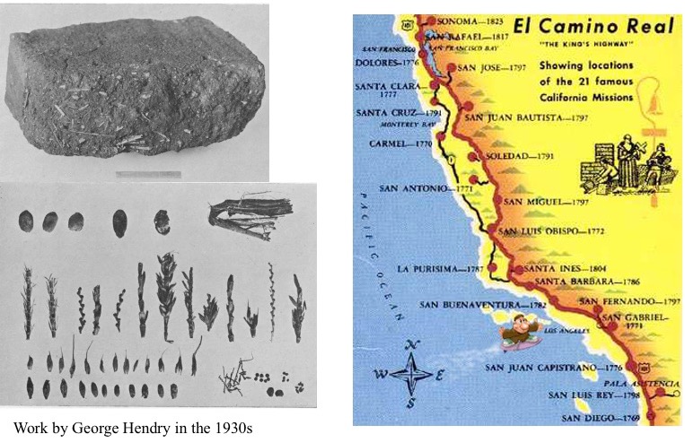 Fragments of plant material from adobe bricks of Spanish missions.