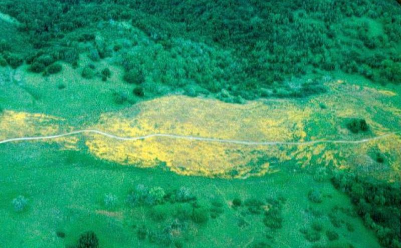 Vegetation on and off serpentine soil.