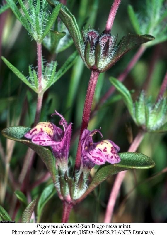 San Diego Mesa mint