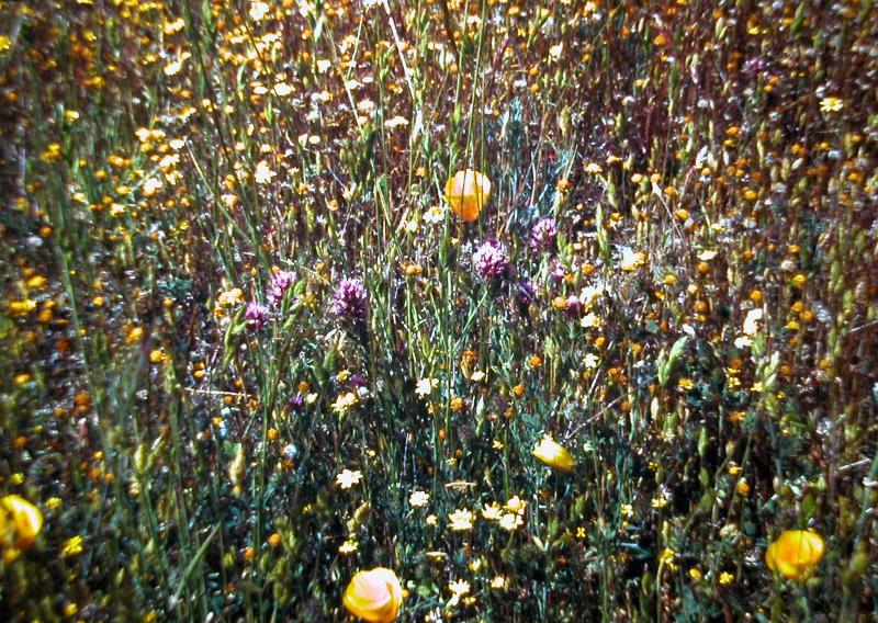 Close-up of vegetation on serpentine soil.