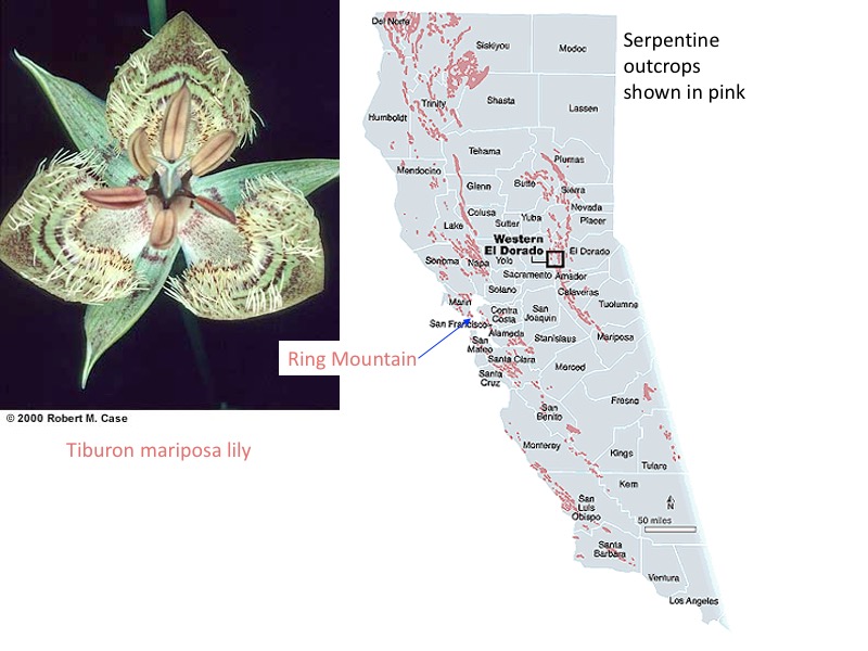 Tiburon mariposa lily and serpentine outcrops