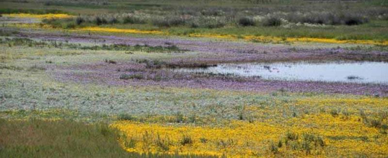 Vernal pool, flowering