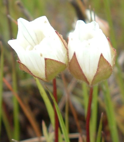 Butte County Meadowfoam