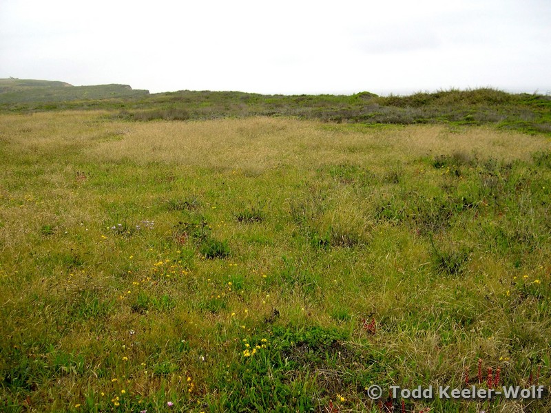 Perennial grassland