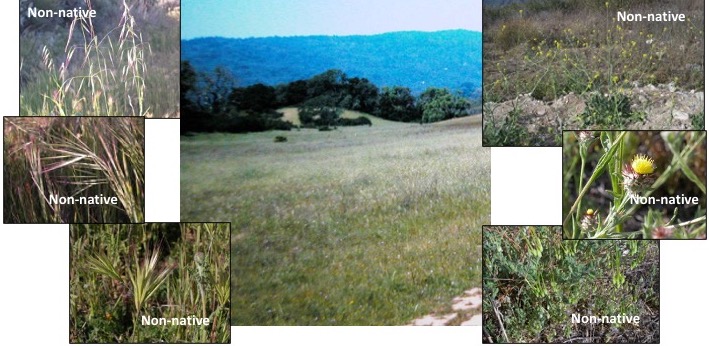 Non-native species of California grasslands