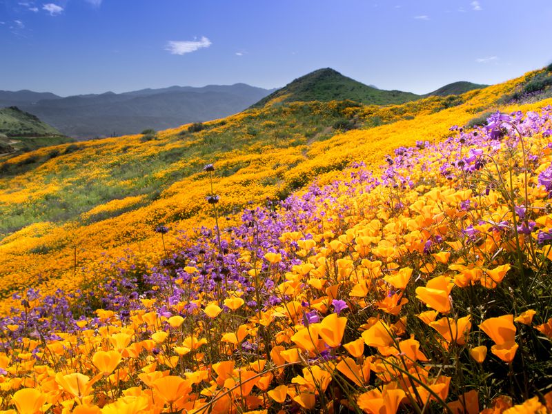 Super bloom