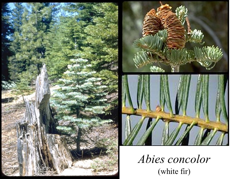 Abies concolor