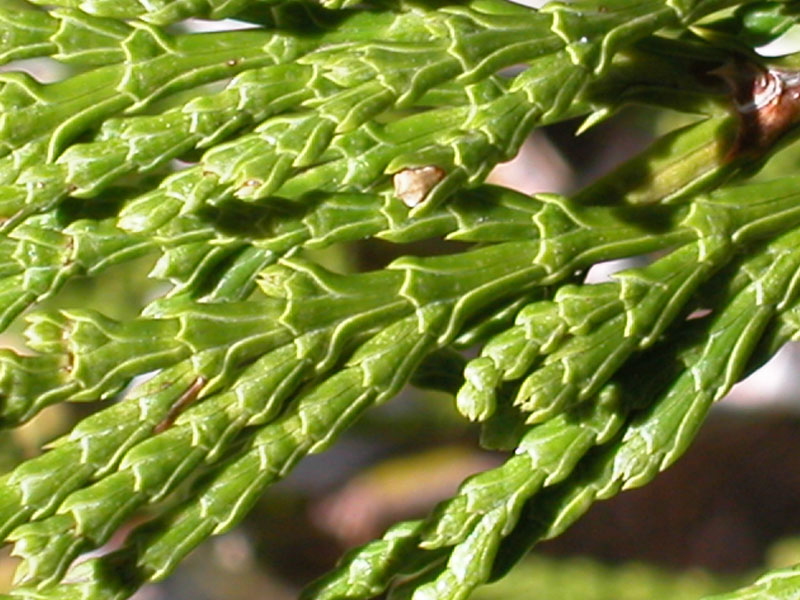 Branch of species in Cupressaceae