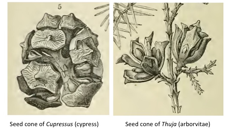 Seed cones with and without peltate scales.