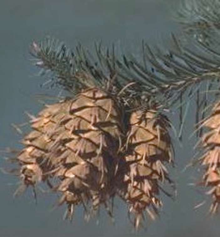 Cone of Pseudotsuga