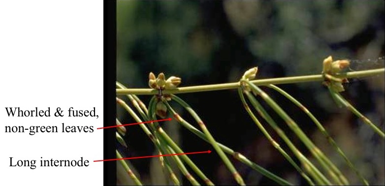 Ephedra with leaves and internodes labeled