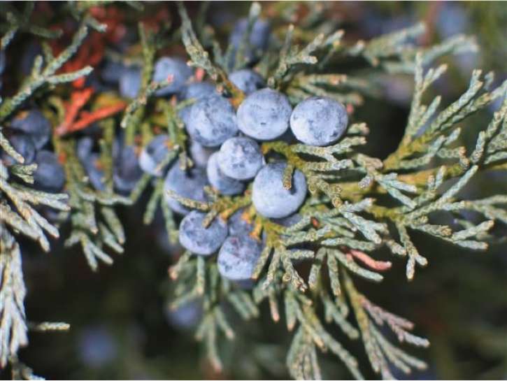 Juniper branch with fleshy cones