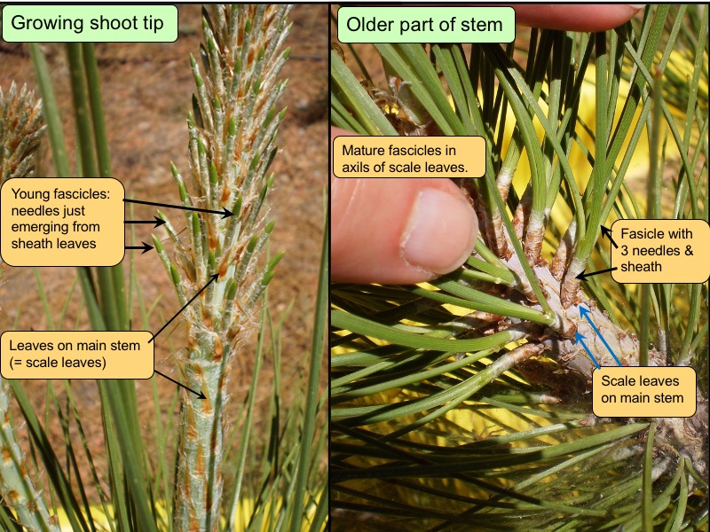 Jeffrey pine scale leaves and fascicles.