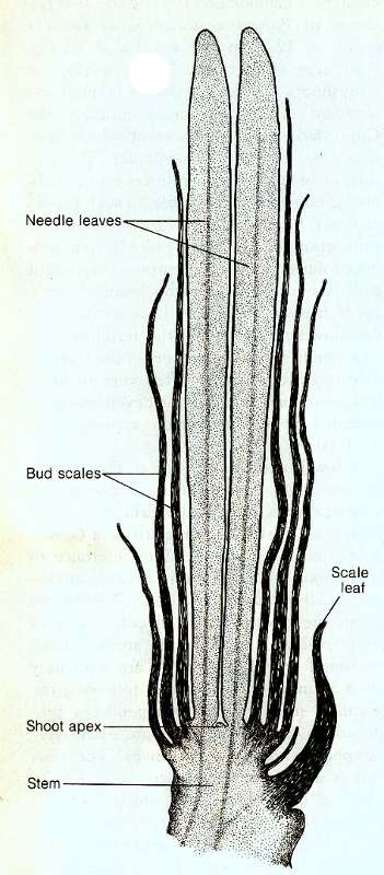 Pine fascicle diagram.