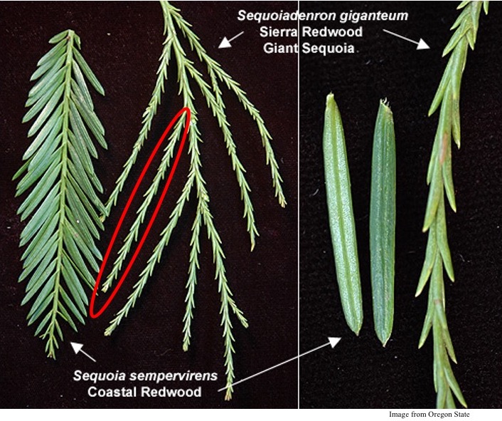 Leaves of Sequoia and Sequoiadendron