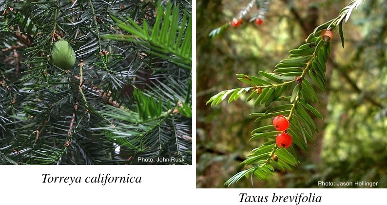 Torreya californica and Taxus brevifolia