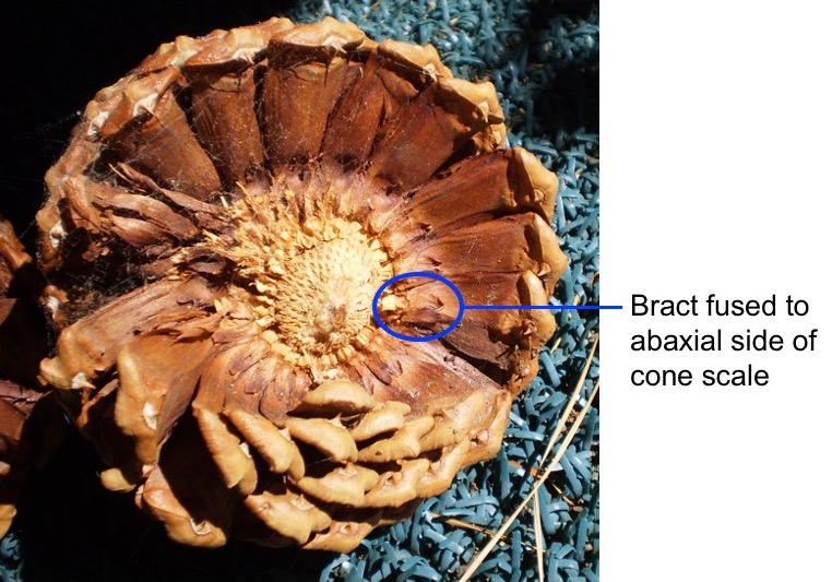 Bract fused to cone scale