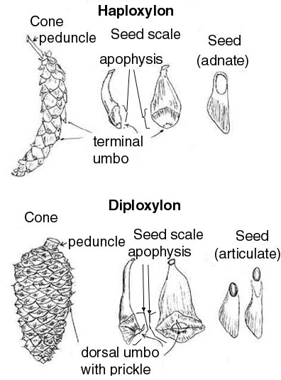 Cone scale anatomy with umbos and prickles