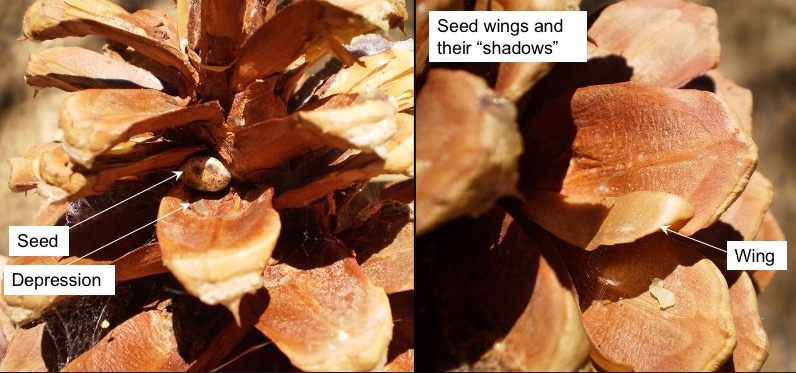 Signs of seeds and seed wings left behind on cone scales.