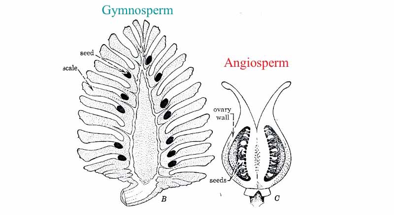 Seed placement in gymnosperms vs angiosperms