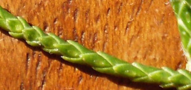 Juniper branch