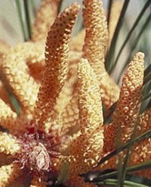 Pollen cone with sessile pollen sacs