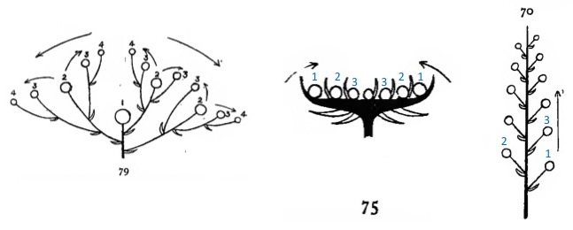 Inflorescence diagrams