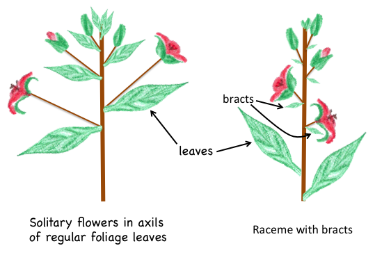 Bracted raceme vs solitary axillary flowers