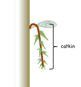 Catkin