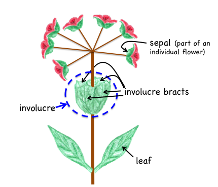 Umbel with involucre