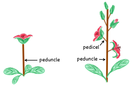 Peduncle vs. pedicel