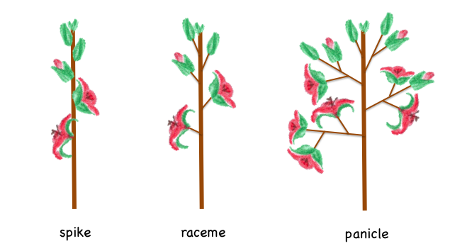 Diagram of a spike, a raceme, and a panicle