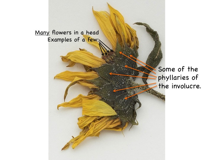 Sunflower head with phyllaries