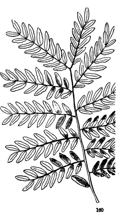 Doubly pinnate leaf