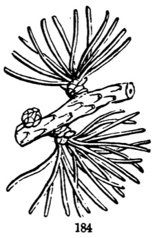 Fascicles of leaves.