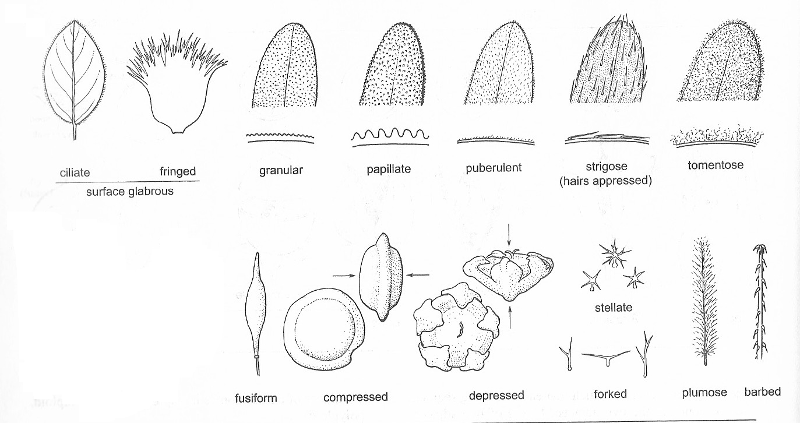 Hairs and fruit shapes from the Jepson manual