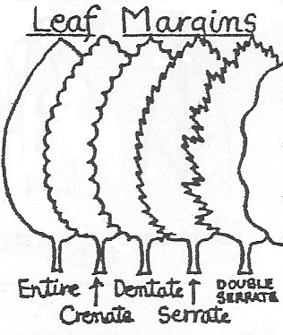 Leaf margins