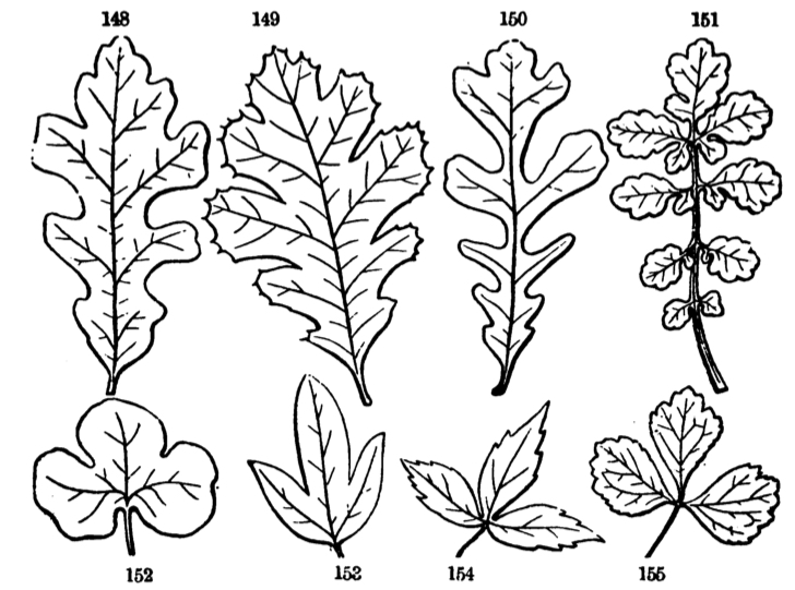 Examples of different leaf shapes. a Simple lobate leaf of
