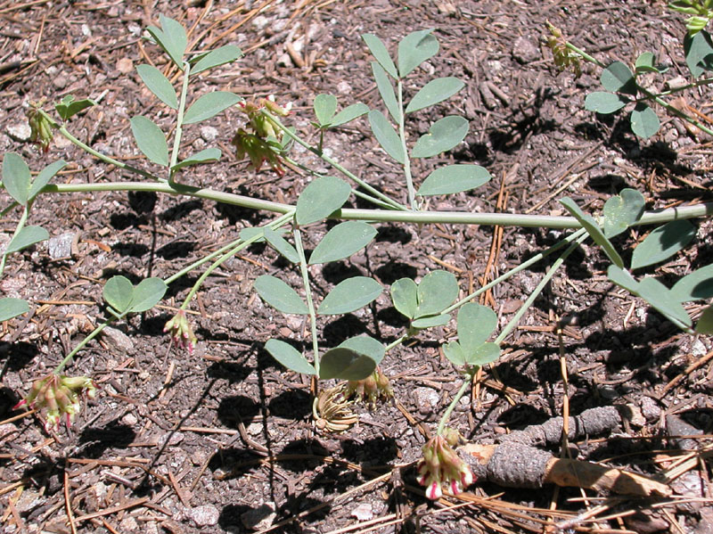 Hosackia crassifolia