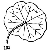 Peltate leaf